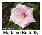 Hibiskus rosa sinensis Madame Butterfly