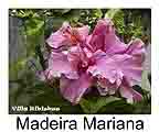 Hibiskus rosa sinensis Madeira Mariana