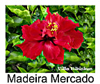 Madeira Mercado