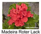 Hibiskus rosa sinensis Madeira Roter Lack