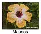 Hibiskus rosa sinensis Mausos