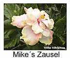 Hibiskus rosa sinensis Mikes Zausel