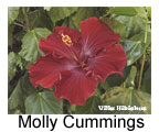  Hibiskus rosa sinensis Molly Cumming