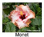 Hibiskus rosa sinensis Monet