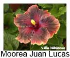 Hibiskus rosa sinensis Moorea Juan Lucas