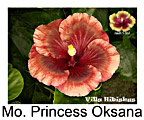 Hibiskus rosa sinensis Moorea Princess Oksana