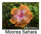 Hibiskus rosa sinensis Moorea Sahara