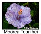 Hibiskus rosa sinensis Moorea Teanihei