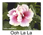 Hibiskus rosa sinensis Ooh La La