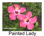 Hibiskus rosa sinensis Painted Lady