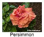 Hibiskus rosa sinensis Persimmon
