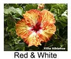 Hibiskus rosa sinensis Red & White