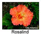 Hibiskus rosa sinensis Rosalind