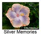 Hibiskus rosa sinensis Silver Memories