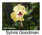 Hibiskus rosa sinensis Sylvia Goodman