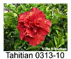 Tahitian 0313-10