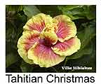 Hibiskus rosa sinensis Tahitian Christmas