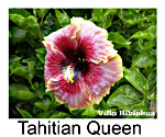 Hibiskus rosa sinensis Tahitian Queen