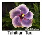 Hibiskus rosa sinensis Tahitian Taui