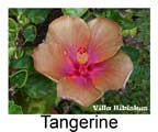 Hibiskus rosa sinensis Tangerine