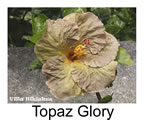 Hibiskus rosa sinensis Topaz Glory