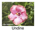 Hibiskus rosa sinensis Undine
