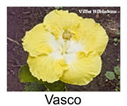 Hibiskus rosa sinensis Vasco