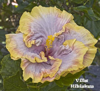 Hibiskus Madeira Primario 3 Tag