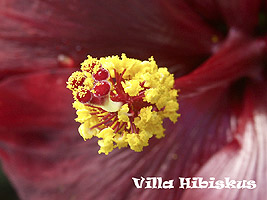 Hibiskus Zucht Bild 2