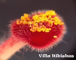 Hibiskus Zucht Bild 3