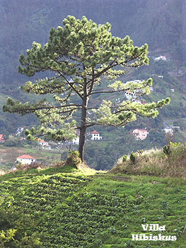 Lage-Villa-Hibiskus