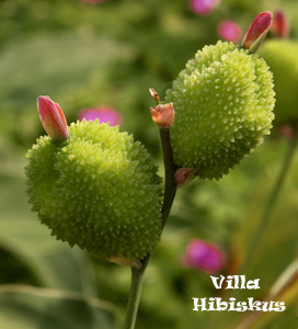 Sehenswert-Villa-Hibiskus